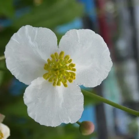 thumbnail for publication: Native Aquatic and Wetland Plants: Duck Potato, Sagittaria lancifolia